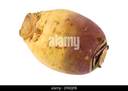 Gros plan photo de Turnip (Brassica rapa) sur fond blanc Banque D'Images