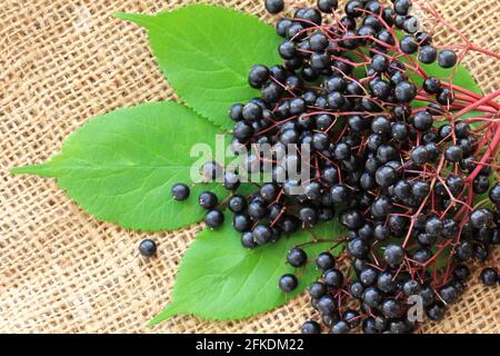 Baies d'Elderberry fraîchement cueillies Sambucus sur les feuilles Banque D'Images