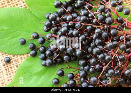 Baies d'Elderberry fraîchement cueillies Sambucus sur les feuilles Banque D'Images