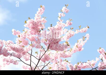 Cerisier japonais menaçant contre un ciel bleu. Banque D'Images