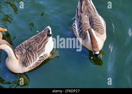 Vue de dessus de deux oies de cygne (Anser cygnoides) natation dans un étang Banque D'Images