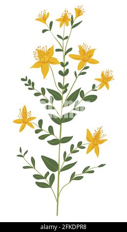 Plante d'herbe de printemps ou d'été dans le vecteur de fleur Illustration de Vecteur