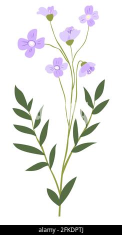 Matthiola ou Cape Leadwort fleurit Illustration de Vecteur