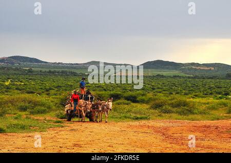 L'Afrique du Sud bénéficie d'un paysage pittoresque comprenant des domaines de thé, des champs de canne à sucre et des routes traversant les champs Banque D'Images