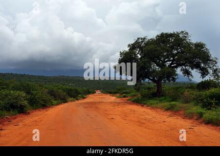 L'Afrique du Sud bénéficie d'un paysage pittoresque comprenant des domaines de thé, des champs de canne à sucre et des routes traversant les champs Banque D'Images