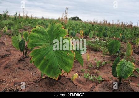 La région vierge de la côte sauvage de l'est du Cap au centre d'une bataille sur les droits miniers Banque D'Images