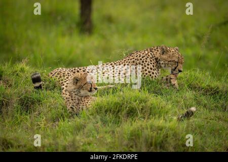 Cheetah se repose lécher sa patte avec un cub Banque D'Images