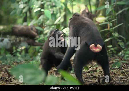 Comportement agressif de Celebes macaques à crête pendant l'activité sociale. Selon Caitlin Reed, Timothy O'Brien et Margaret Kinnaird, dans un document de recherche publié en 1997 sur l'International Journal of Primatology, la fréquence et l'intensité de l'agression entre les hommes d'un groupe social macaque à crête sont fortement corrélées avec la distance du rang. Banque D'Images