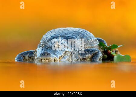 Yacaare Caiman, crocodile avec poisson dans le museau ouvert avec de grandes dents, Pantanal, Brésil. Portrait détaillé du reptile danger. Caiman avec piranha. Croco Banque D'Images