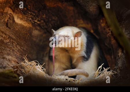 Long timon. Tamandua du sud, Tamandua tétradactyla, anteater sauvage dans l'habitat naturel de la forêt, Brésil. Scène de la faune de la forêt tropicale de la jungle. A Banque D'Images