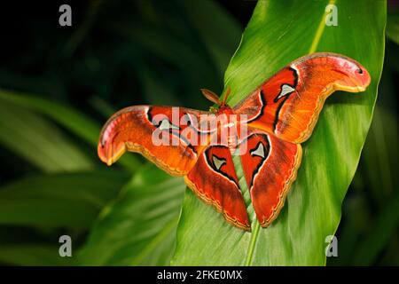 Nature des papillons. Grand papillon dans la forêt sombre. Bel insecte, Atlas géant Moth-aka, Atlas Attacus dans habitat, Inde. Faune et flore d'Asie. Banque D'Images