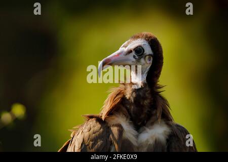 Capuchon vautour Necrosyrtes monachus, détail tête portrait de l'oiseau, assis sur la branche de l'arbre avec ciel bleu. Scène sauvage de la nature, Afrique du Sud Banque D'Images