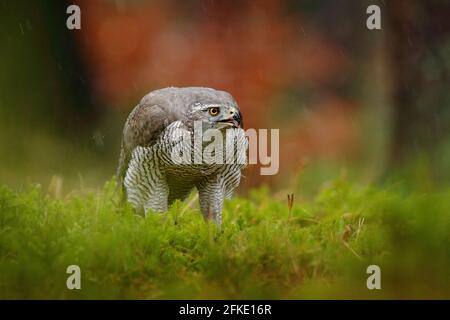 Goshawk, Accipiter gentilis, oiseau de proie se nourrissant d'écureuil foncé tué dans la forêt, habitat naturel, Pologne. Banque D'Images