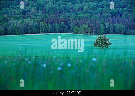 Solitary chestnut tree, with white bloom, on the meadow, with dark forest in background. Landscape from Czech nature. String time, tree with white boo Banque D'Images