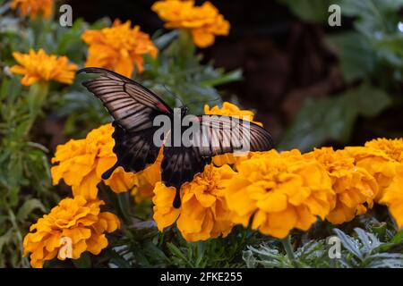 Grand papillon Mormon (Paplio memnon) papillon à queue jaune noir femelle sur fleurs orange vif. Banque D'Images