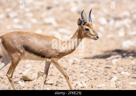 Un gros plan d'une gazelle de sable arabe (Gazella marica) dans les rochers des Émirats arabes Unis (eau). Banque D'Images