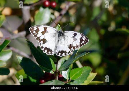 Blanc marbré ibérique (Melanargia lachesis) Banque D'Images