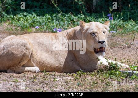 Une femelle Lion blanc (panthera leo) sur une assise dans la savane regardant autour. Banque D'Images