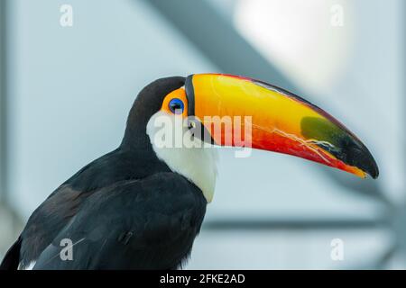 Le toco toucan oeil gros plan (Ramphastos toco), également connu comme le toucan commun ou le toucan géant, est la plus grande et probablement la plus connue des espèces dans Banque D'Images