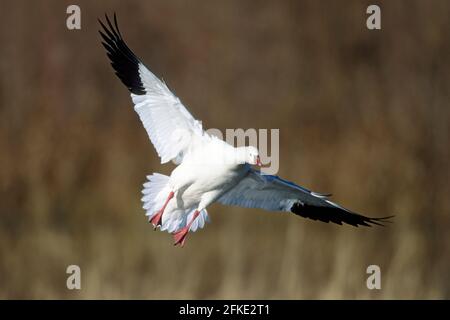 Ross's Goose à la terre Chen rossii Bosque del Apache NWR Nouveau-mexique, États-Unis BI002261 Banque D'Images