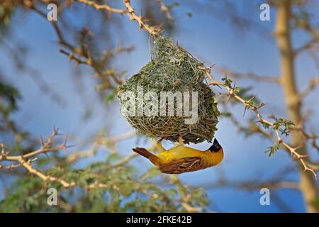 Ploceus velatus, tisserand africain du sud, construit le nid d'herbe verte. Oiseaux jaunes à tête noire avec yeux rouges, comportement animal dans l'habita Banque D'Images
