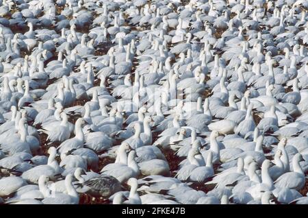 Ross's Goose troupeau Chen rossii Bosque del Apache NWR Nouveau-mexique, États-Unis BI004971 Banque D'Images