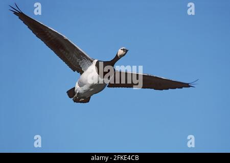 Barnacle Goose en vol Branta leucopsis Norfolk, Royaume-Uni BI005279 Banque D'Images