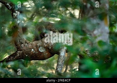 Raton laveur caché dans la végétation verte. Raton laveur, lotto de Procyon, caché dans la végétation de la forêt verte dans le parc national Manuel Antonio, Costa Rica. Wildlif Banque D'Images