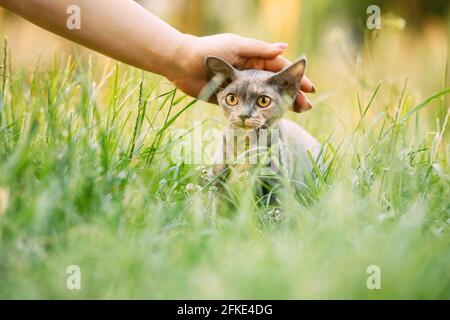 Femme qui a fait un drôle de jeune gris Devon Rex. Chaton assis dans l'herbe verte. Chat à poil court de race anglaise Banque D'Images