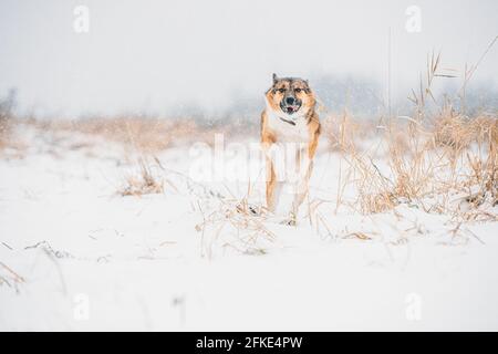 Chien drôle de race mixte heureux jouant à la course à pied dans Snowy Field. Banque D'Images