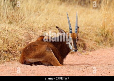 Antilope de sable, Hippotragus niger, antilope de savane trouvée au Botswana en Afrique. Portrait détaillé de l'antilope, tête avec les grandes oreilles et les bois. Faune Banque D'Images