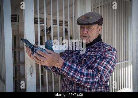 Bob Collin tenant des pigeons de course dans son allotissement, Hartlepool , comté de Durham, Royaume-Uni Banque D'Images