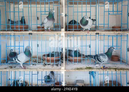 Les pigeons de course de Bob Collin à son allotissement à Hartlepool , comté de Durham, Royaume-Uni Banque D'Images