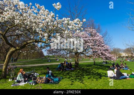 Angleterre, Londres, Regent's Park, Groupe de jeunes pique-niques sous le cerisier Banque D'Images