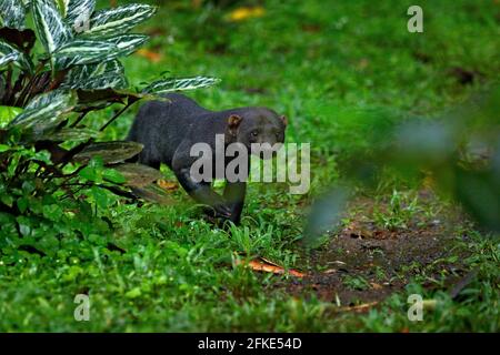 Tayra, Eira barbara, animal omnivore de la famille Weasel. Tayra caché dans la forêt tropicale. Scène sauvage de la nature, Costa Rica nature. Joli dang Banque D'Images