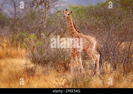 Babe girafe. Jeune girafe et lever du soleil le matin. Végétation verte avec portrait d'animal. Scène sauvage de la nature. Lumière orange dans la forêt, Okavan Banque D'Images