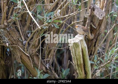 Tiny Wren (troglodytes troglodytes) perchée sur une souche d'arbre au printemps Banque D'Images