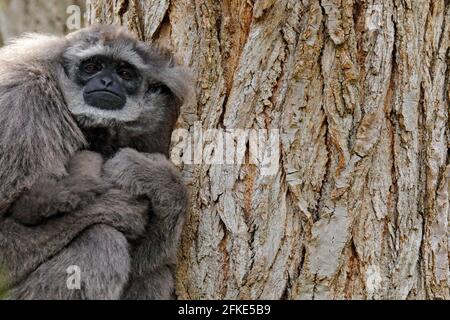 Javan Silvery Gibbon, Hylobates moloch, singe dans l'habitat naturel de la forêt. Gibbon gris sur l'arbre, Java, Indonésie en Asie. Scène sauvage du wi Banque D'Images