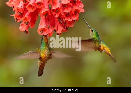 Deux oiseaux. Hummingbird Golden-bellied Starfrontlet, Coeligena bonapartei, avec longue queue dorée, belle scène de vol d'action avec ailes ouvertes, clair Banque D'Images