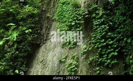 Belle cascade dans la forêt tropicale. Cascade dans la jungle tropicale de montagne. Banque D'Images