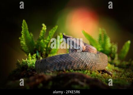 Porthidium nasutum, Rainforest Hognised Pitviper, serpent poison brun danger dans la végétation forestière. Reptile forestier dans l'habitat, sur le sol en leav Banque D'Images