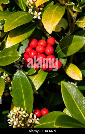 Skimmia japonica subsp reevesiana plante arbustive à fleurs de printemps avec baies rouges de printemps, image de stock photo Banque D'Images