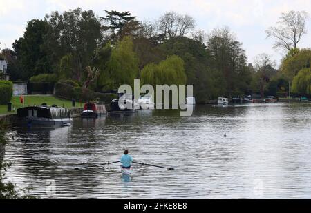 Un rameur voyage le long de la Tamise entre Bray et Maidenhead, Berkshire. Date de la photo: Samedi 1er mai 2021. Banque D'Images