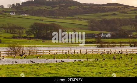 Troupeau ou gaggle d'oies de la bernache dans un champ à côté d'une rivière d'hiver inondée à Galloway, en Écosse Banque D'Images