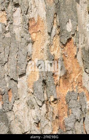 Pelez l'écorce Sycamore arbre écorce Acer pseudoplatanus Banque D'Images