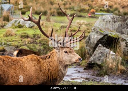Cerf de Virginie avec bois, debout dans un champ de la chaîne de montagnes Galloway Forest Red Deer, Écosse Banque D'Images