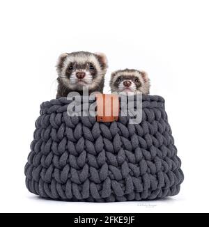 Un couple mignon de jeunes furets assis dans un panier tricoté gris, regardant par-dessus le bord de l'appareil photo. Isolé sur un fond blanc. Banque D'Images