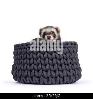 Mignon jeune furet assis dans un panier tricoté gris, regardant sur le bord de l'appareil photo. Isolé sur un fond blanc. Banque D'Images