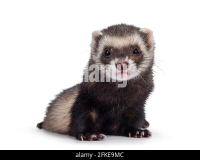 Mignon jeune furet assis face à l'avant, regardant l'appareil photo. Isolé sur un fond blanc. Banque D'Images