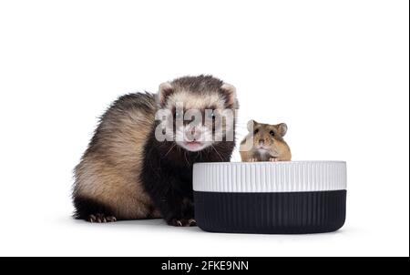 Mignon jeune furet assis à côté de la nourriture bol avec hamster, regardant les deux à la caméra. Isolé sur un fond blanc. Banque D'Images